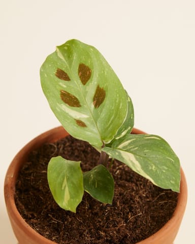 Bébé Maranta Marante Kerchoveana variegata