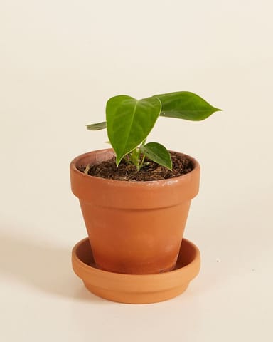 Bébé Anthurium King Anthurium  Veitchii