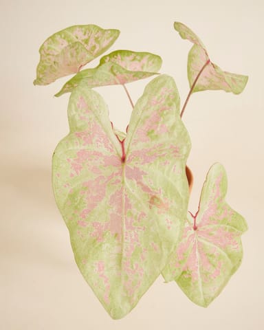 Baby Caladium Caladio Caladium Tuber - Seafoam Pink