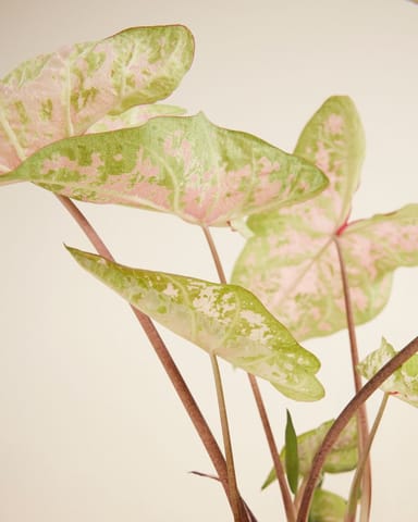 Baby Caladium Caladio Caladium Tuber - Seafoam Pink