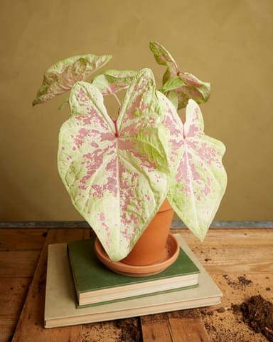 Baby Caladium Caladio Caladium Tuber - Seafoam Pink