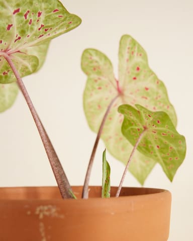Baby Caladium Caladium Tuber - Miss Muffet