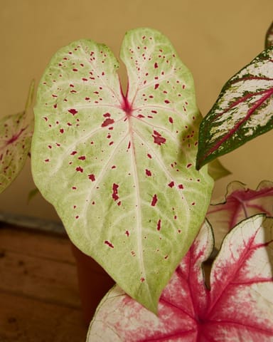 Baby Caladium Caladium Tuber - Miss Muffet