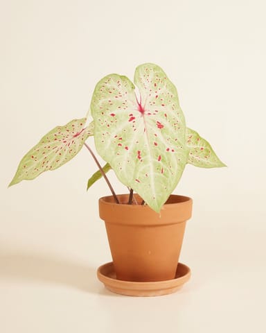 Baby Caladium Caladium Tuber - Miss Muffet