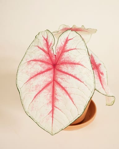Bébé Caladium Caladium Tuber - Fiesta