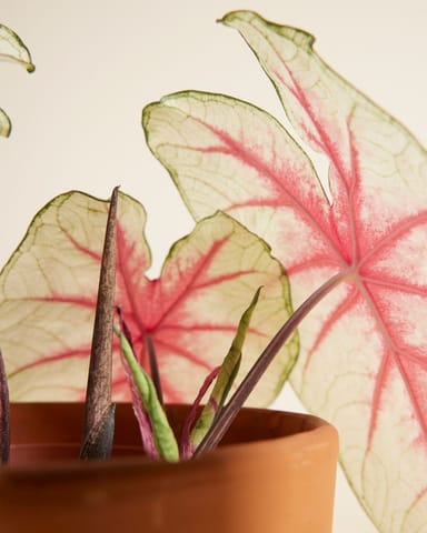 Bébé Caladium Caladium Tuber - Fiesta