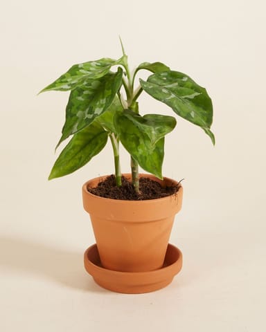 Baby Aglaonema Chinese Evergreen Tricolor 