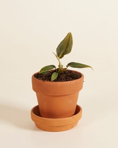 Baby Philodendron Baumfreund Gigas 
