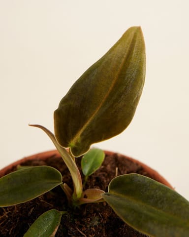 Baby Philodendron Baumfreund Gigas 