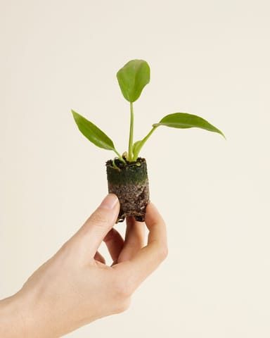 Baby Philodendron Radiatum 