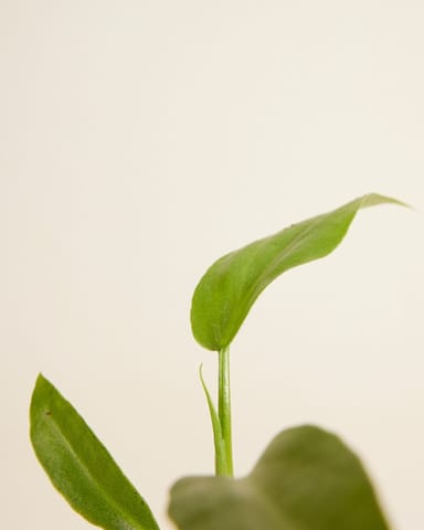 Baby Philodendron Radiatum 