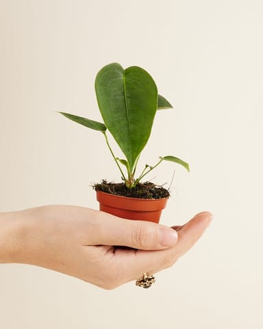 Bébé Anthurium Peltigerum 