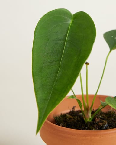 Bébé Anthurium Peltigerum 