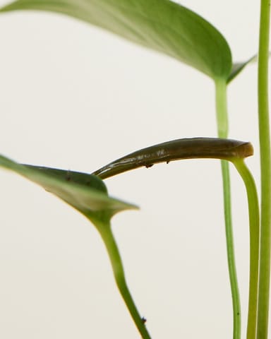 Bébé Anthurium Peltigerum 