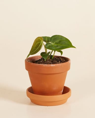 Baby Anthurium Clarinervium 