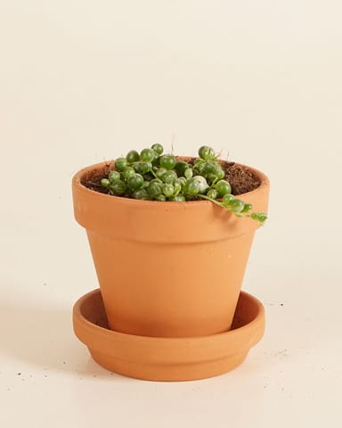 Baby Senecio String of Pearls Rowleyanus Variegated