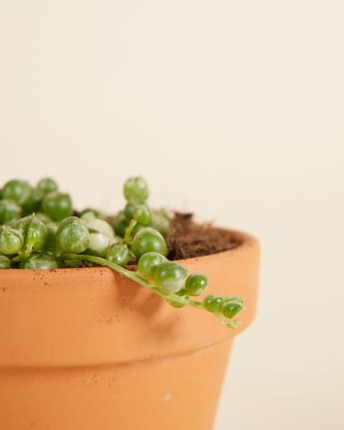 Baby Senecio String of Pearls Rowleyanus Variegated