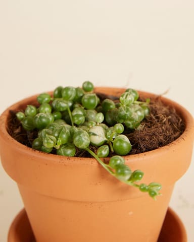 Baby Senecio String of Pearls Rowleyanus Variegated