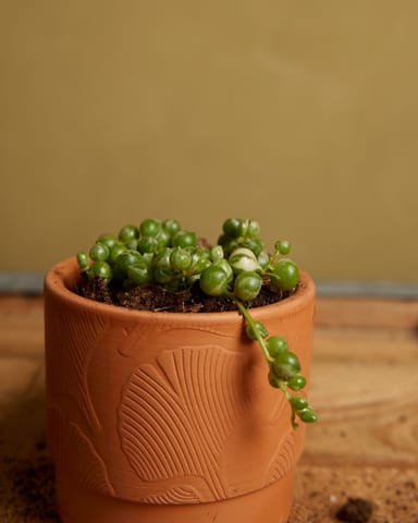 Baby Senecio String of Pearls Rowleyanus Variegated