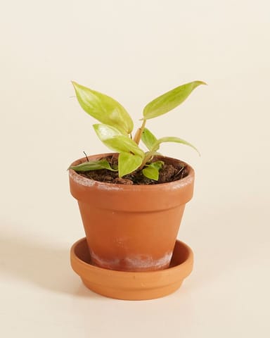 Baby Philodendron Painted Lady
