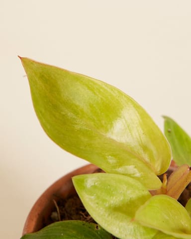 Baby Philodendron Painted Lady