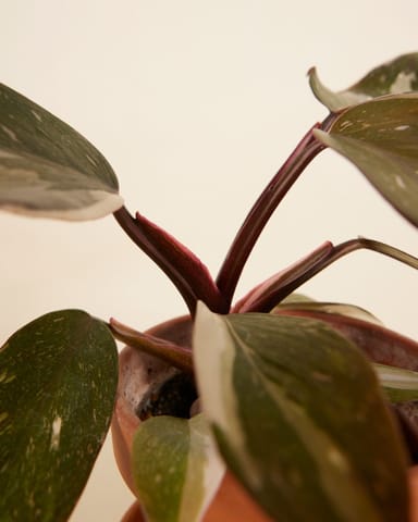Baby Philodendron Red Anderson