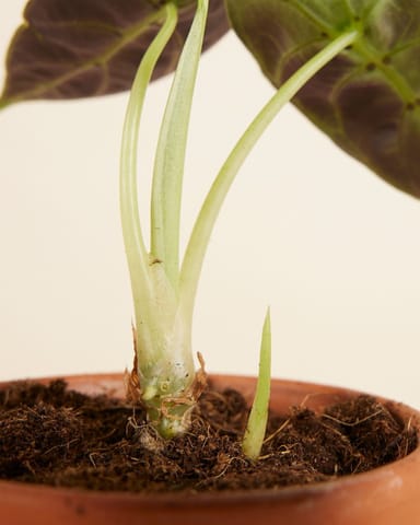 Baby Alocasia Watsonia