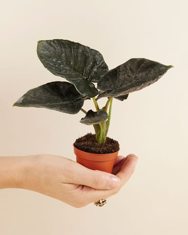 Baby Alocasia Elefantenohr Antoro Velvet