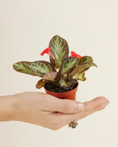 Bébé Episcia Silver Shield