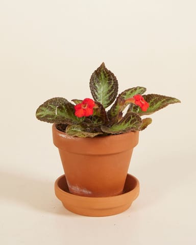 Bébé Episcia Silver Shield