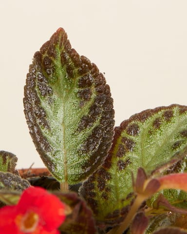 Bébé Episcia Silver Shield