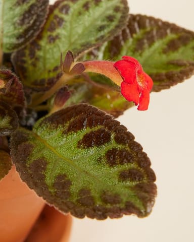Bébé Episcia Silver Shield
