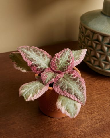 Baby Episcia Pink Brocade