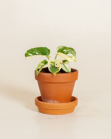 Baby Monstera Adansonii Variegated