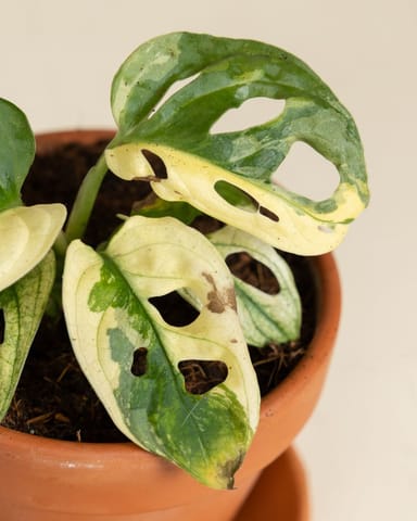 Baby Monstera Adansonii Variegated