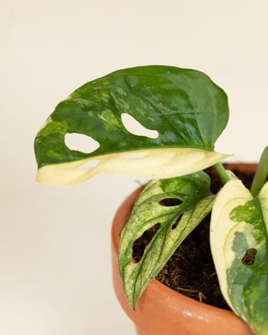 Baby Monstera Adansonii Variegated