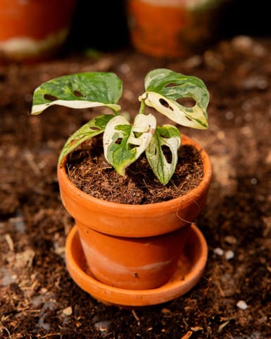 Baby Monstera Adansonii Variegated