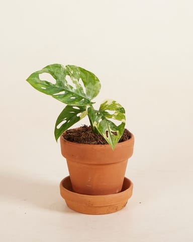 Bébé Monstera Adansonii Variegated