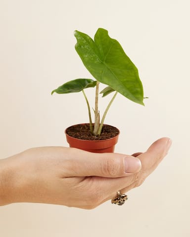 Baby Alocasia Elephant Ears Nycteris Batwing