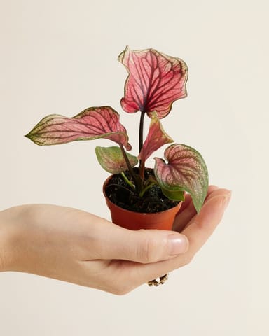 Bébé Caladium Lucia