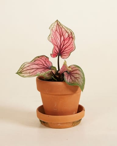 Bébé Caladium Lucia