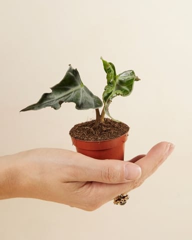 Baby Alocasia Elephant Ear Loco