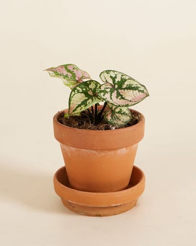 Baby Caladium Caladium - Purple Light
