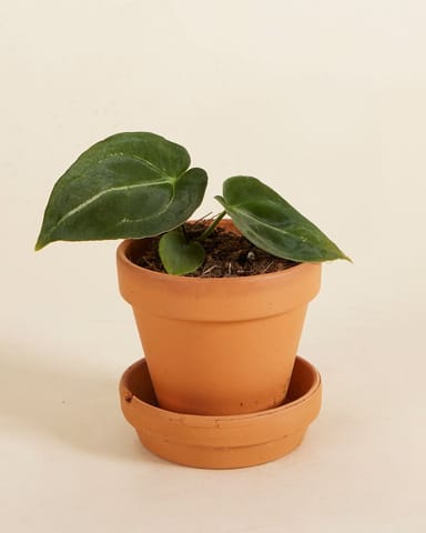 Baby Anthurium Forgetii