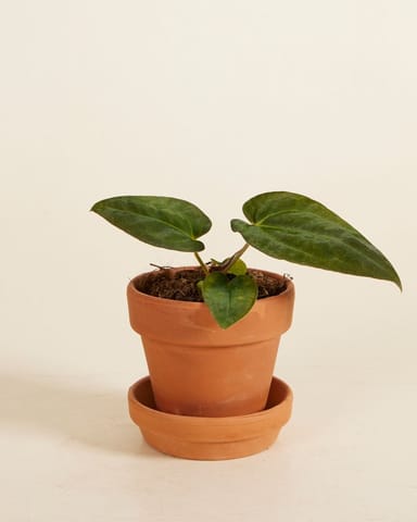 Baby Anthurium Papillilaminum x Dark Phoenix