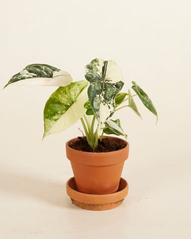 Baby Alocasia Dragon Scale Albo Variegated