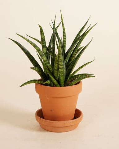 Baby Sansevieria Snake plant Fernwood Punk