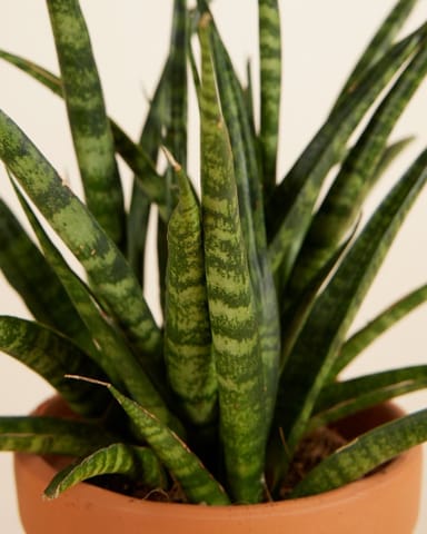 Baby Sansevieria Snake plant Fernwood Punk