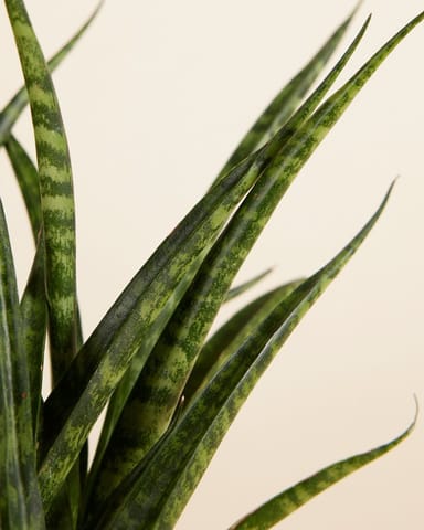 Baby Sansevieria Snake plant Fernwood Punk