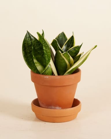 Baby Sansevieria Bird’s Nest Snake Plant Golden Edge Hahni